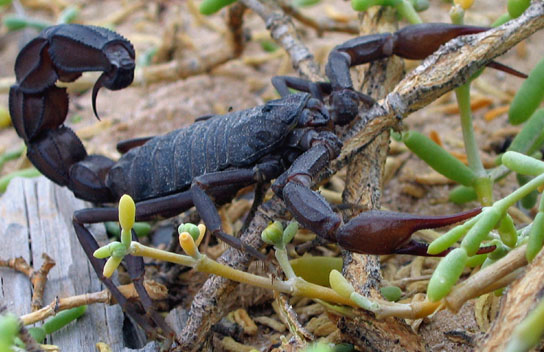 BlackScorpion