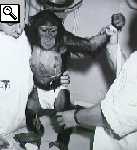 la scimmia Ham con gli elettrodi per il controllo dei segnali vitali